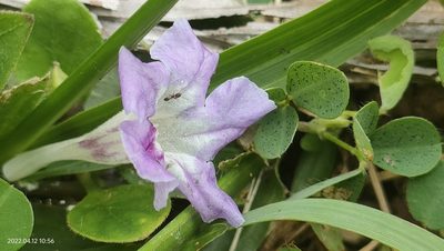 Ruellia repens, photographed by Ong Jyh Seng