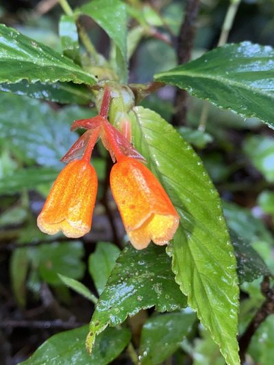 Begonia kalbreyeri, photographed by Grete Pasch