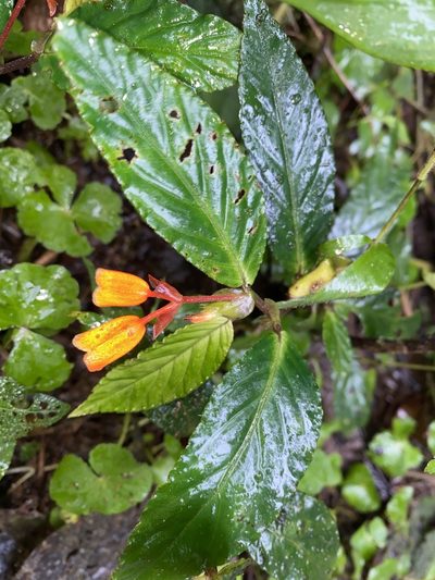 Begonia kalbreyeri, photographed by Grete Pasch