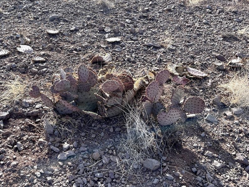 Opuntia macrocentra, photographed by CK2AZ