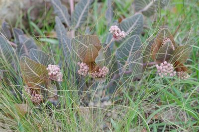 Asclepias humistrata, photographed by Dennis Vollmar