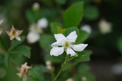 Rubus cuneifolius, photographed by Dennis Vollmar