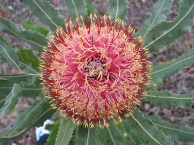 Banksia menziesii, photographed by Hugo Innes