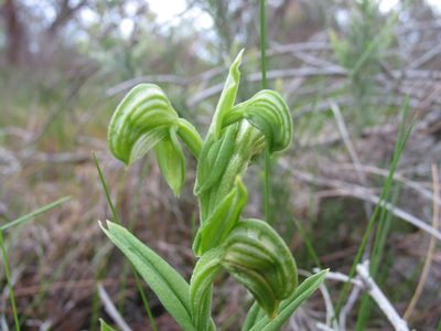 Pterostylis orbiculata, photographed by Hugo Innes