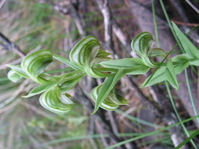Pterostylis orbiculata, photographed by Hugo Innes