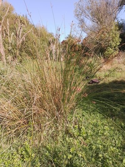 Juncus procerus, photographed by Joe Potter Butler