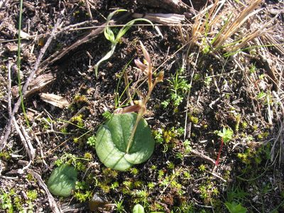 Cyrtostylis huegelii, photographed by Hugo Innes