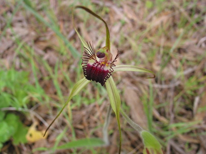 Caladenia georgei, photographed by Hugo Innes