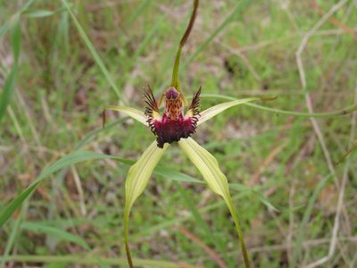 Caladenia georgei, photographed by Hugo Innes