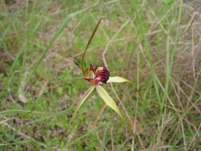 Caladenia georgei, photographed by Hugo Innes