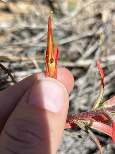 Castilleja subinclusa, photographed by Kristen Nelson