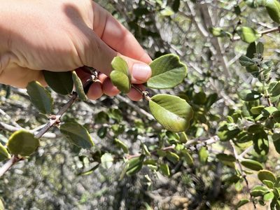 Ceanothus crassifolius, photographed by Kristen Nelson