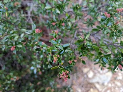 Kalmia buxifolia, photographed by Zac Peterson
