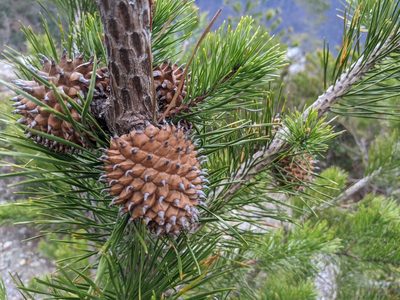 Pinus pungens, photographed by Zac Peterson