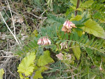 Vicia ramosissima, photographed by Drew Meyer