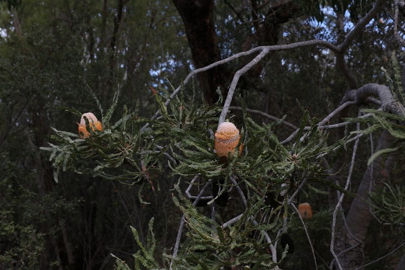 Banksia prionotes, photographed by Hugo Innes