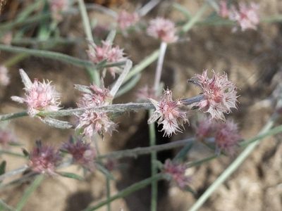 Chorizanthe membranacea, photographed by Ken-ichi Ueda
