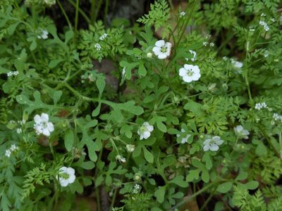 Nemophila heterophylla, photographed by Ken-ichi Ueda