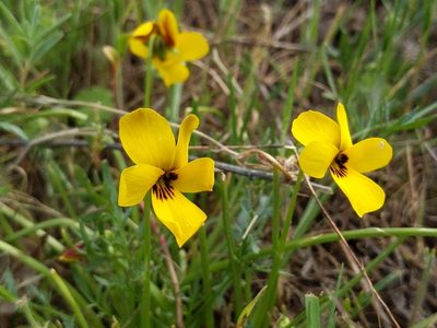 Viola douglasii, photographed by Ken-ichi Ueda