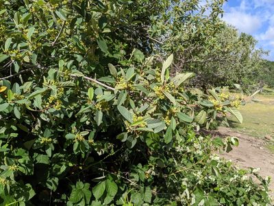 Frangula californica, photographed by Ken-ichi Ueda
