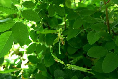 Lathyrus holochlorus, photographed by Don Boucher