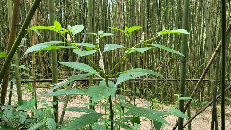 Phytolacca japonica, photographed by Sandy