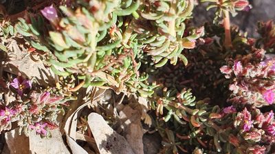 Frankenia hirsuta, photographed by hecklemore
