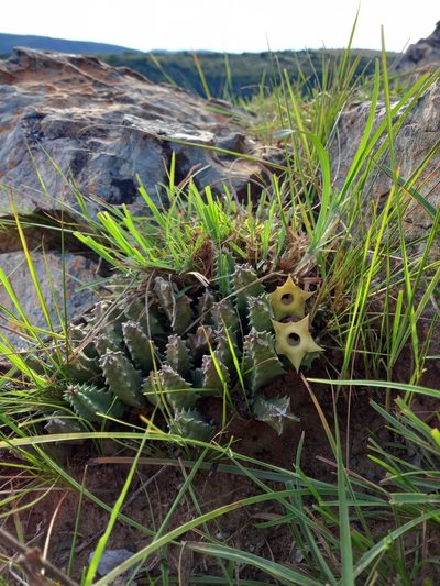 Huernia thuretii, photographed by Christiaan Viljoen