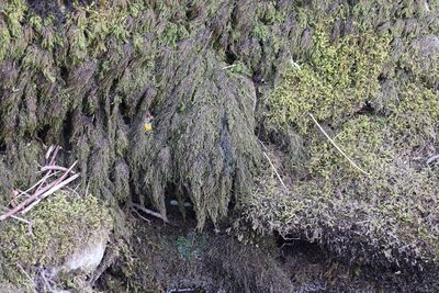 Thamnobryum alopecurum, photographed by Jerry Lanfear