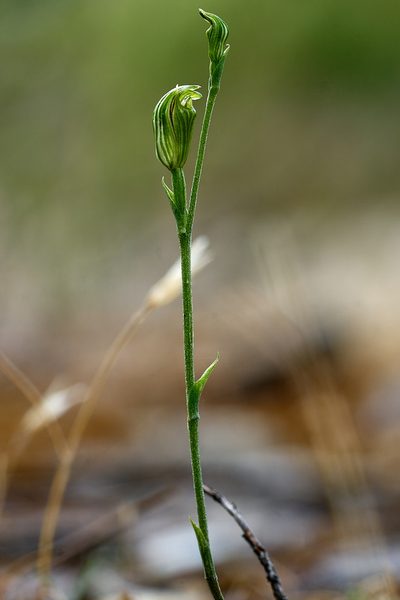 Pterostylis parviflora, photographed by Brendan Costello