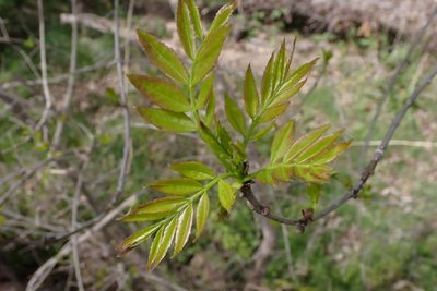 Fraxinus angustifolia, photographed by scolym
