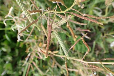 Diplotaxis erucoides, photographed by scolym