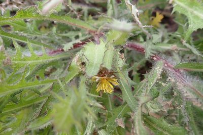 Centaurea benedicta, photographed by scolym