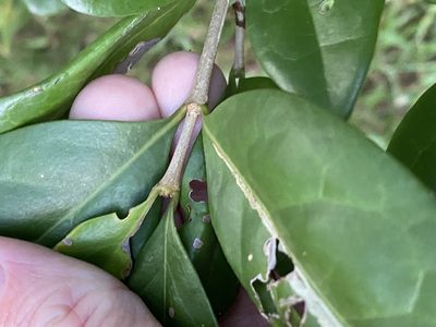 Cyclophyllum coprosmoides, photographed by Greg Tasney