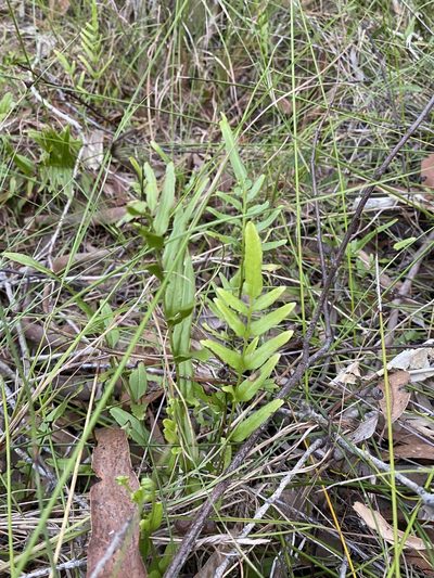 Lindsaea ensifolia, photographed by Greg Tasney