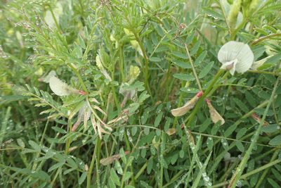 Vicia lutea, photographed by Rafael Medina