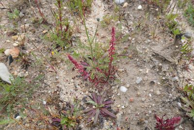 Rumex bucephalophorus, photographed by Rafael Medina