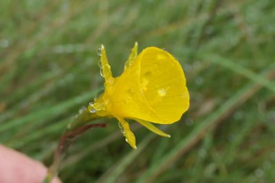 Narcissus bulbocodium, photographed by Rafael Medina
