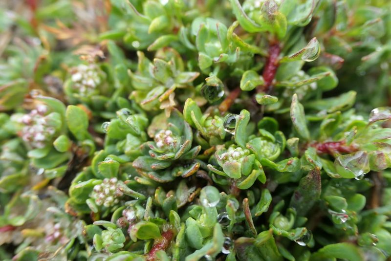 Corrigiola litoralis, photographed by Rafael Medina