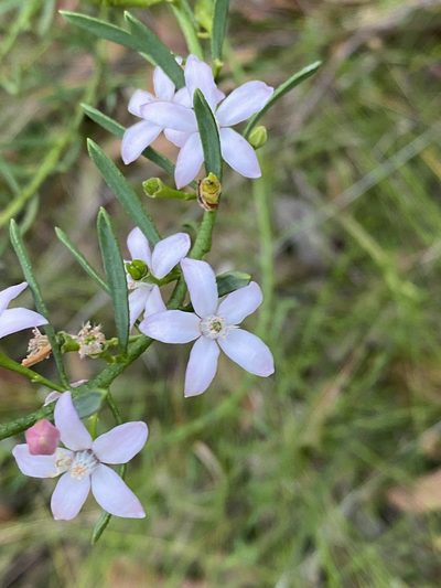 Philotheca queenslandica, photographed by Greg Tasney