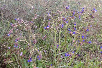 Anchusa undulata, photographed by Rafael Medina