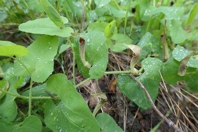 Aristolochia paucinervis, photographed by Rafael Medina