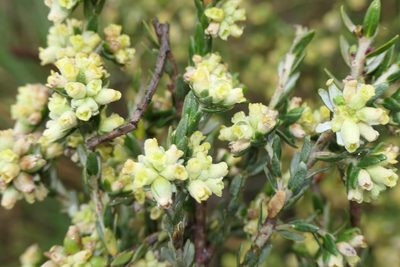 Thymelaea lythroides, photographed by Rafael Medina