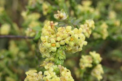 Thymelaea lythroides, photographed by Rafael Medina