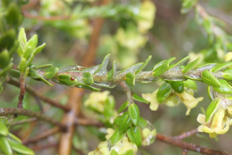 Thymelaea lythroides, photographed by Rafael Medina