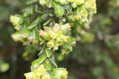 Thymelaea lythroides, photographed by Rafael Medina