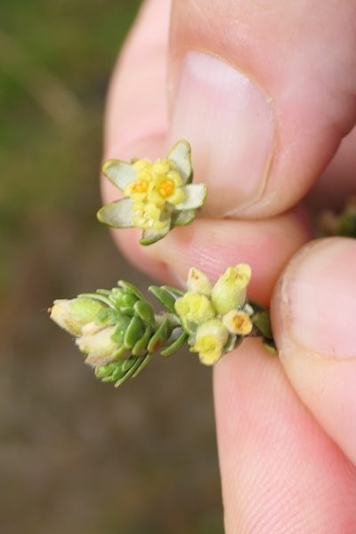 Thymelaea lythroides, photographed by Rafael Medina