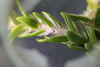 Thymelaea lythroides, photographed by Rafael Medina