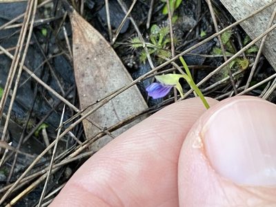 Utricularia uliginosa, photographed by Greg Tasney