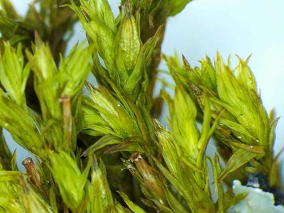 Lewinskya affinis, photographed by Rafael Medina